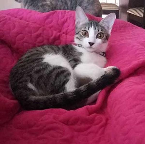 CABO PET HOSPITAL - servicio integral a la salud de tu mascota