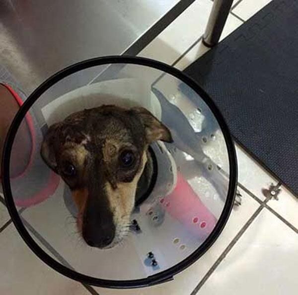 CABO PET HOSPITAL - servicios médicos veterinarios