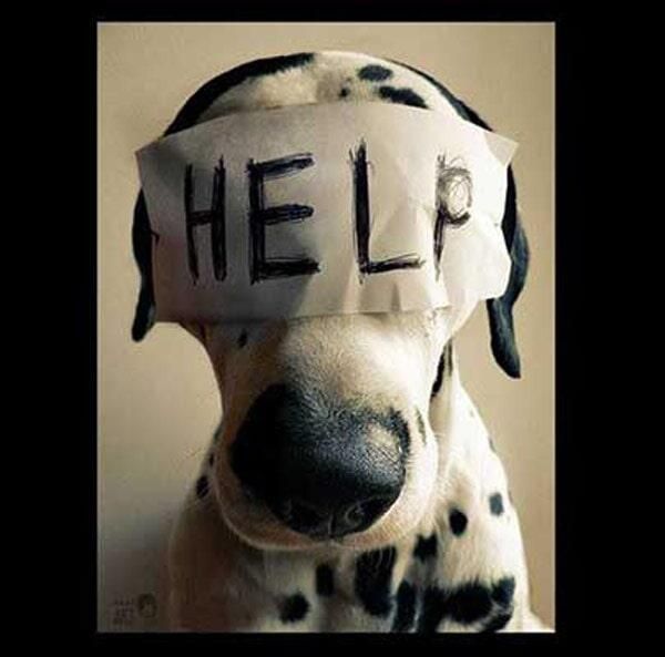 CABO PET HOSPITAL - Emergencias