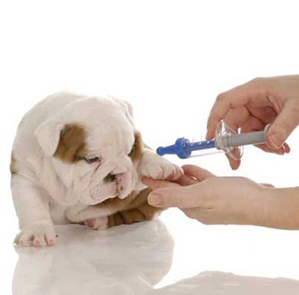 CABO PET HOSPITAL - clínica especializada