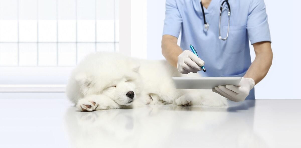 CABO PET HOSPITAL