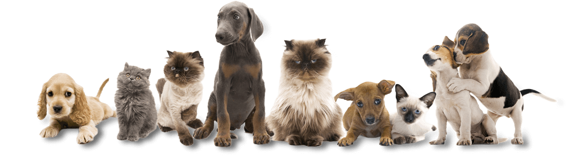 CABO PET HOSPITAL  -Consulta veterianaria