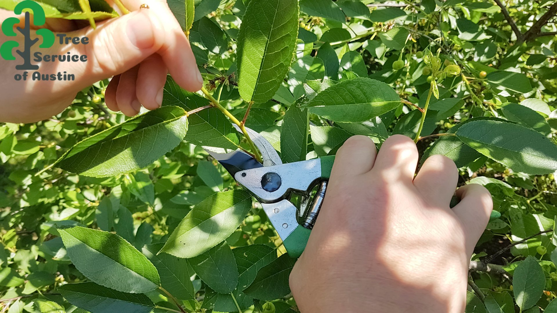 Best Tree Care Austin Texas Tree Care Services