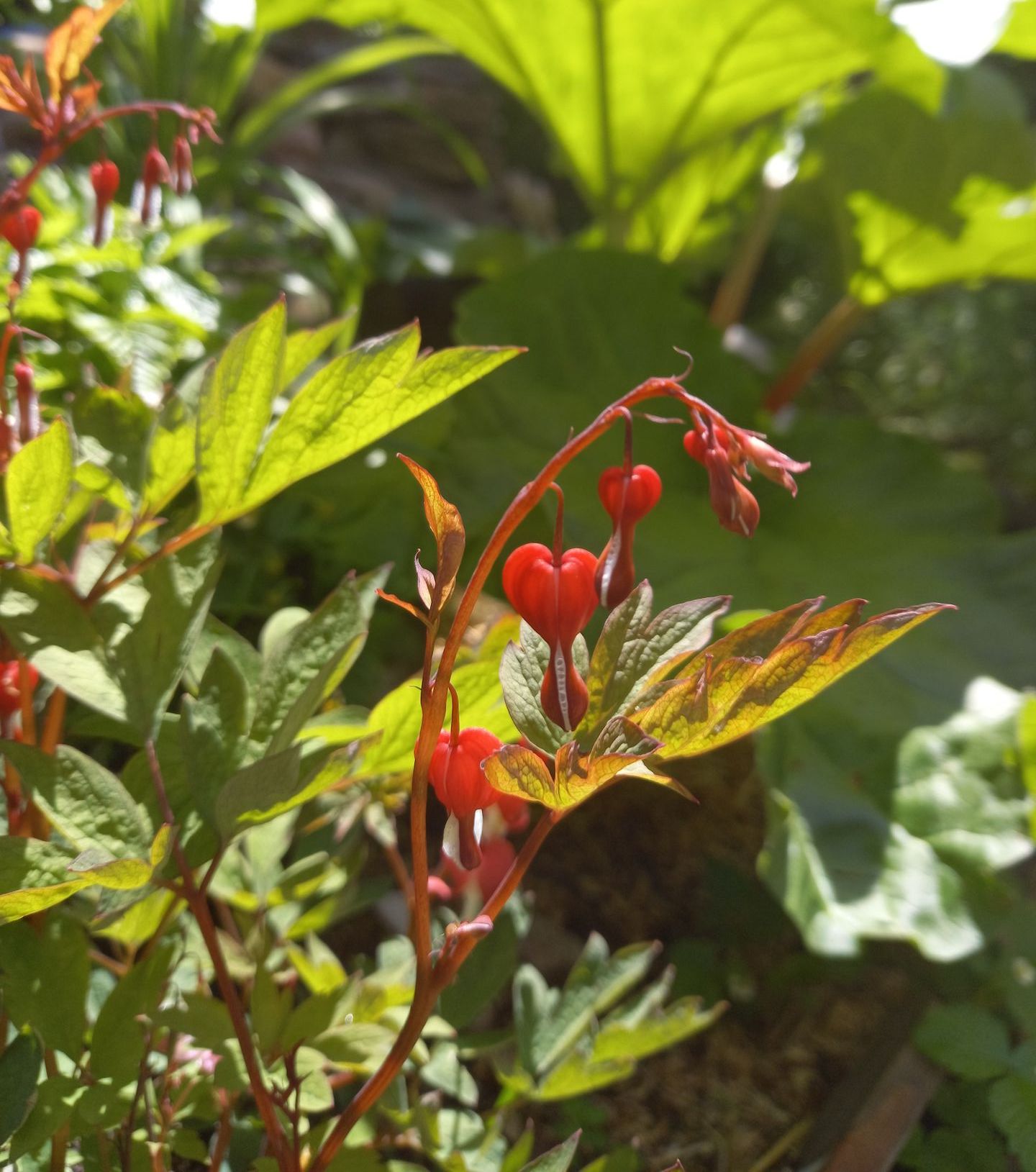 Das Tränende Herz (Lamprocapnos spectabilis)