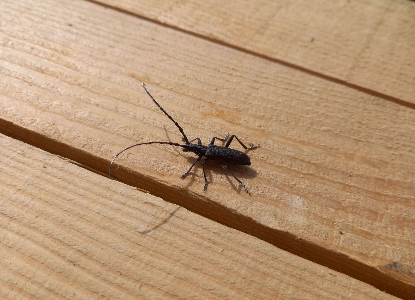 Bockkäfer auf einem Holzdeck in Wabern, unbehandeltes Lärchenholz aus der Schweiz