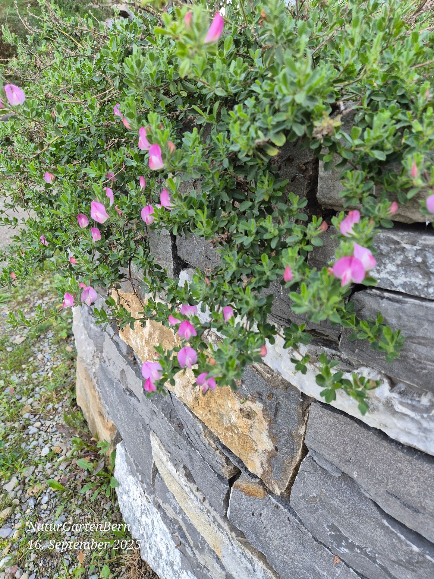 Heuhechel wächst über den Rand einer Trockensteinmauer aus Quazitsandstein
