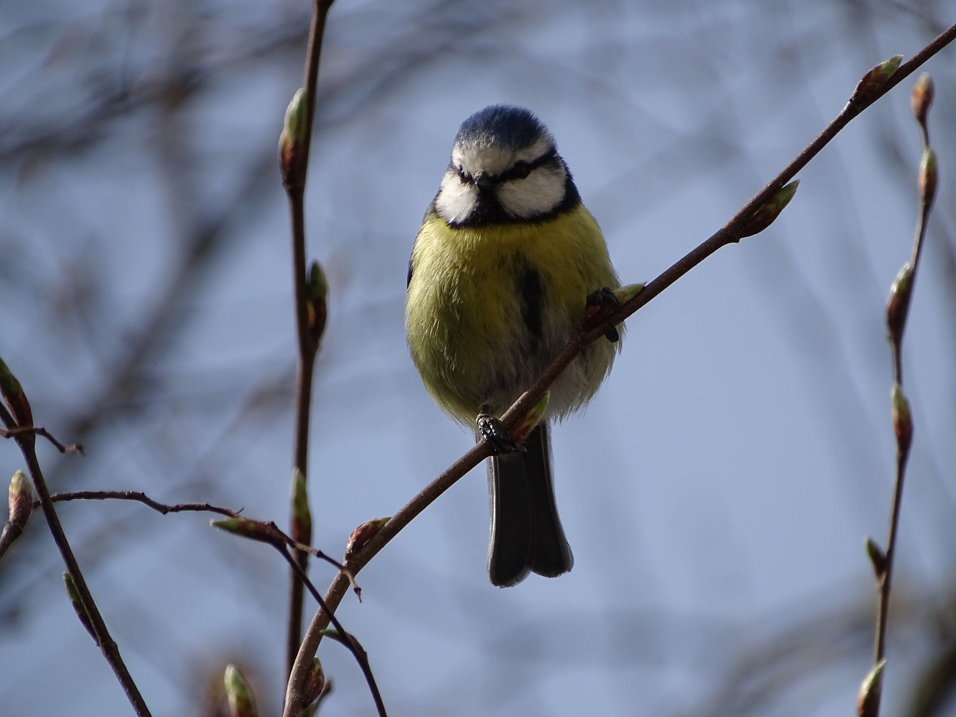 Blaumeise auf Ast