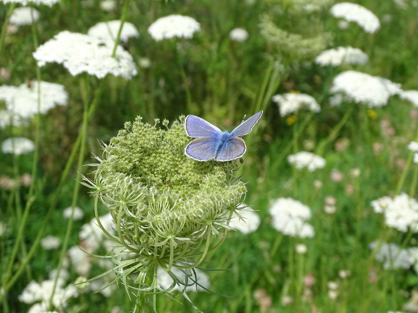 Schmetterling auf einer Schafsgarbe
