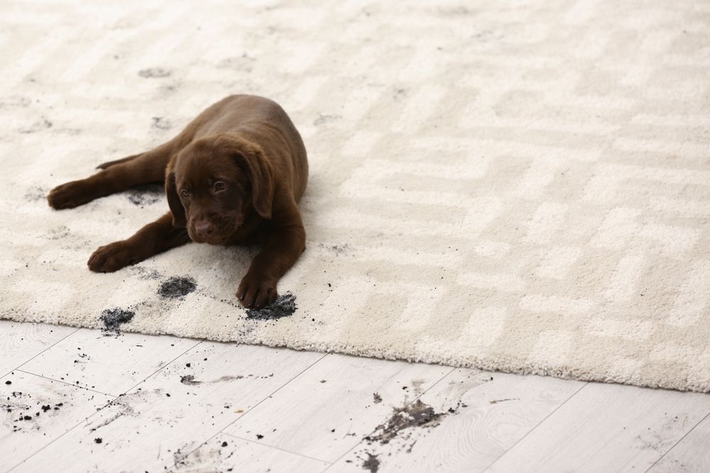 Chocolate Labrador Puppy Lying on a Light-coloured — Chemdry D & K in Geelong, VIC