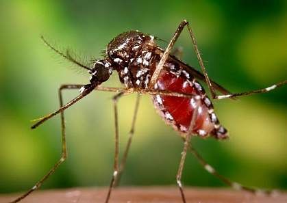 mosquito service near me