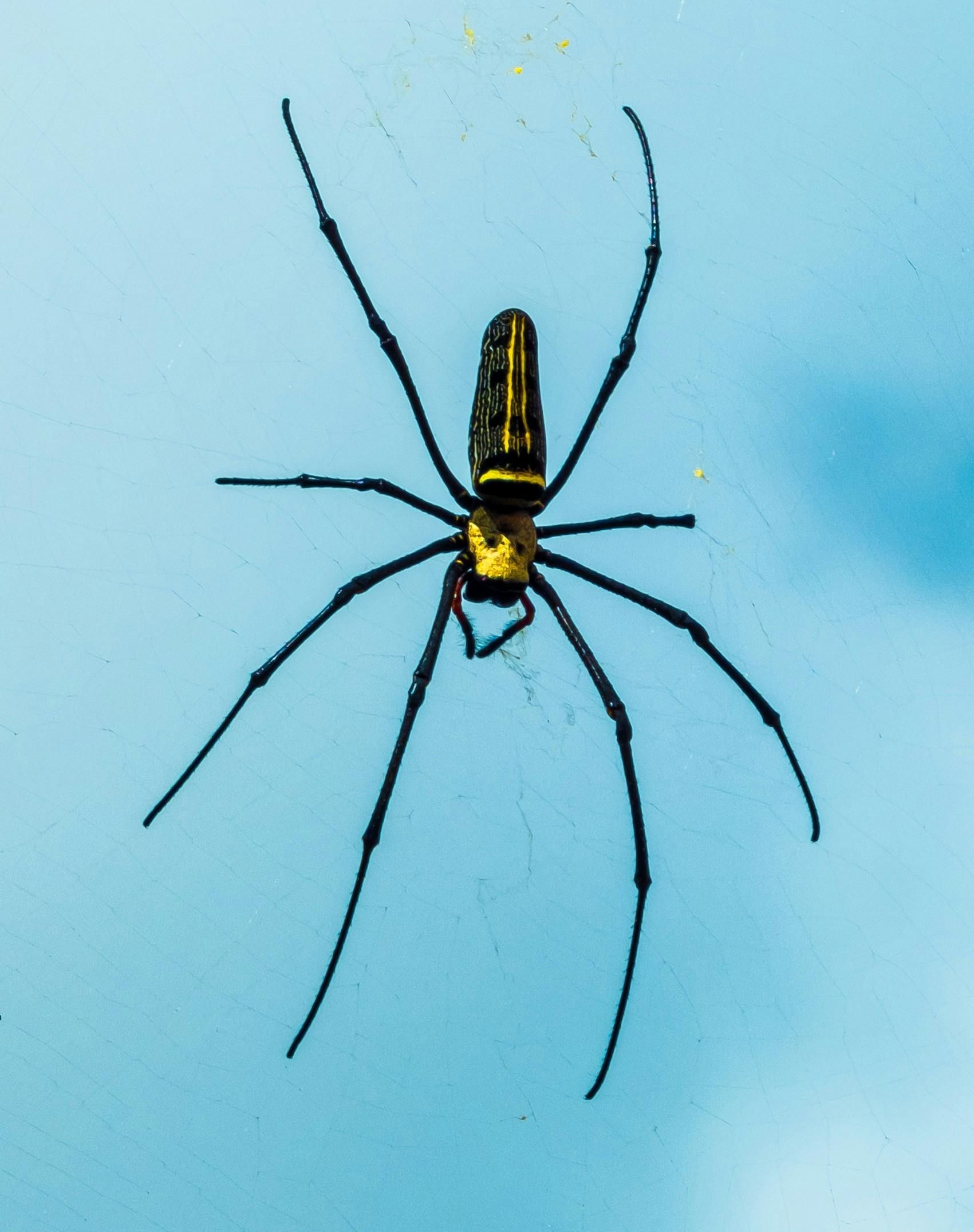 Affordable pest control near me for spiders 