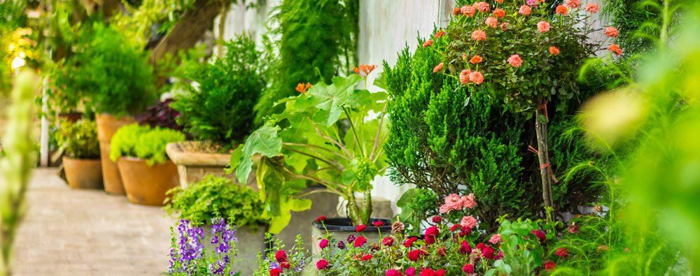 Lush garden path with colorful flowers and potted plants along a sunlit walkway