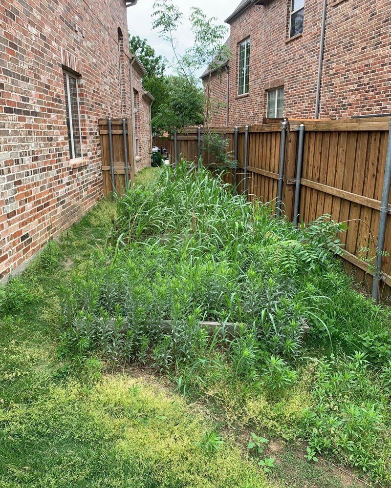 Before garden bed removal