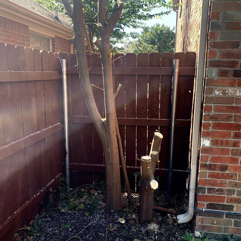 After tree trimming