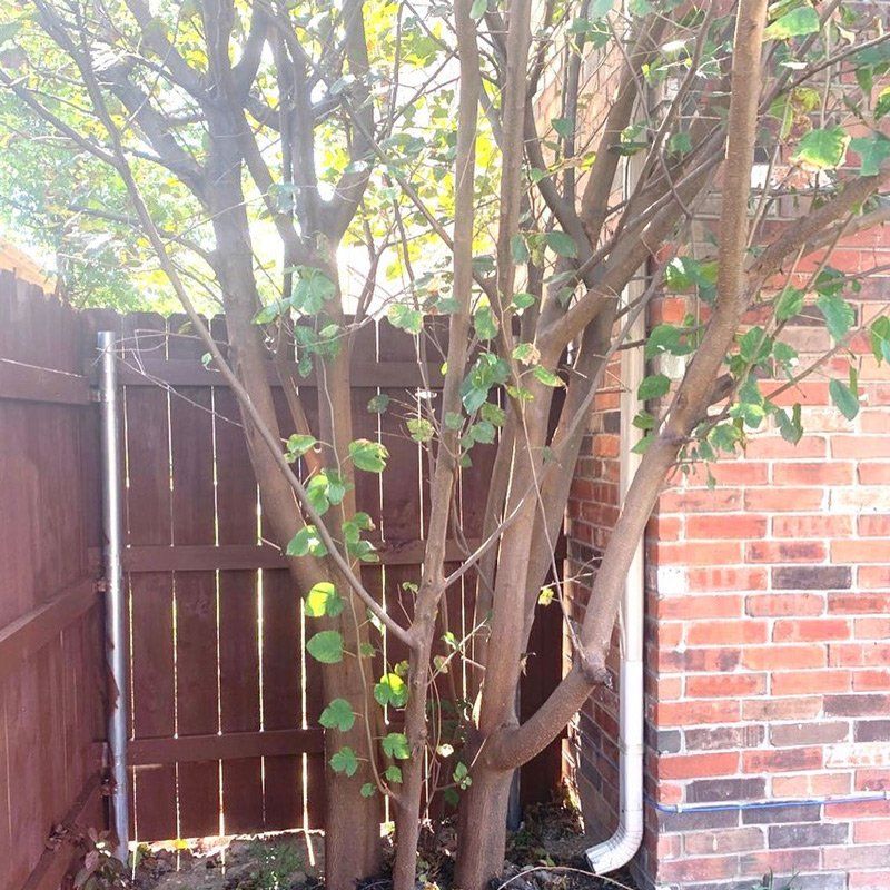 Before tree trimming