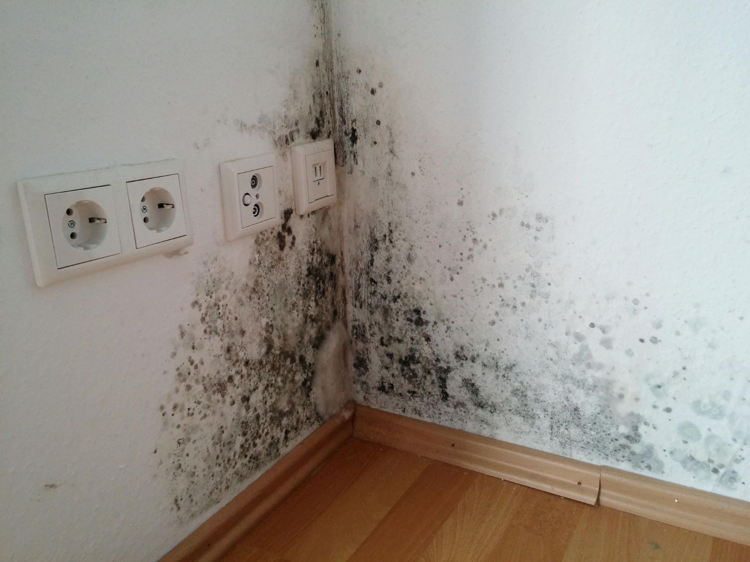 Corner wall with black mold stains near electrical outlets and wooden floor trim