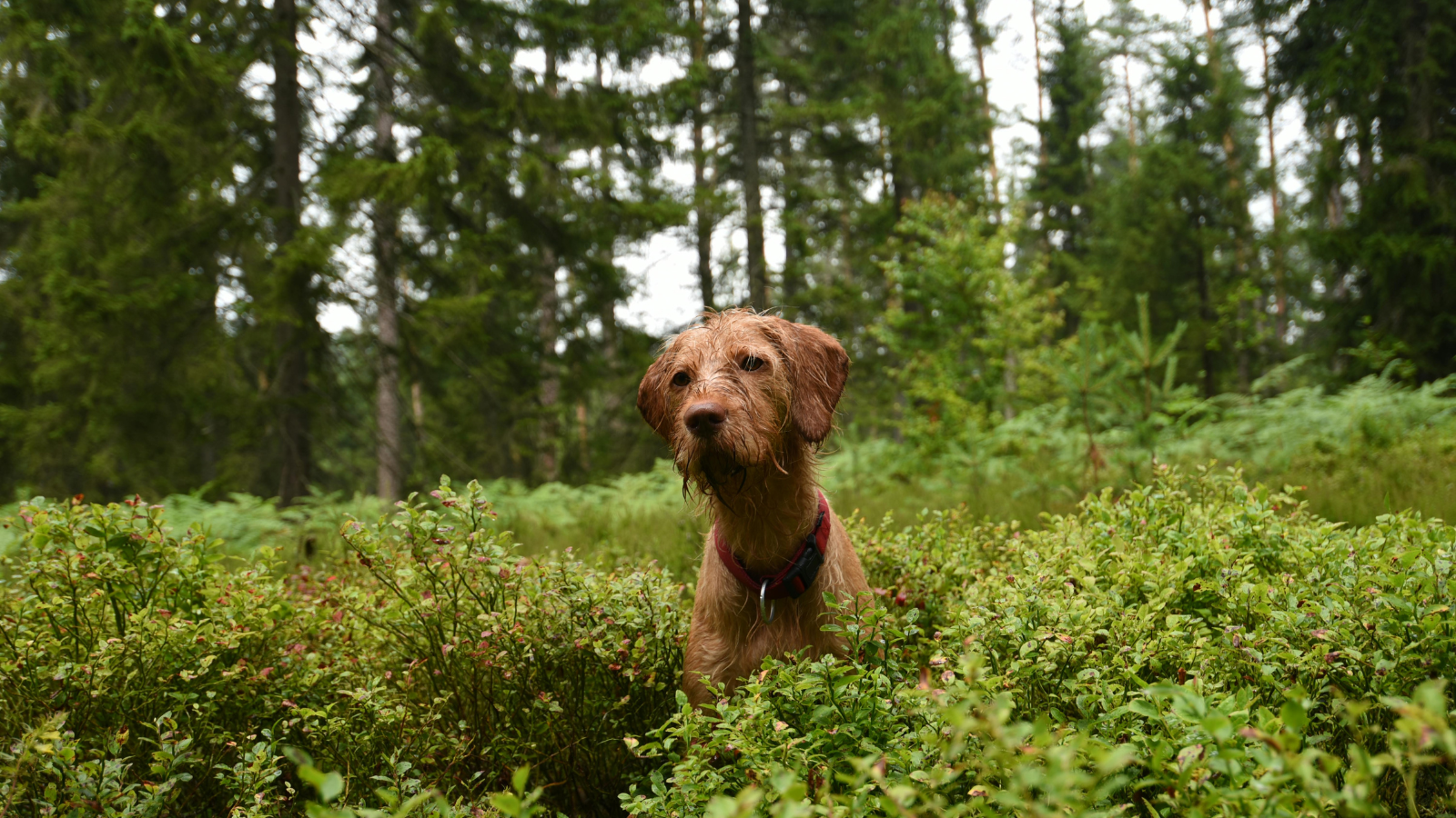 Brown dog standing in a green forest clearing
