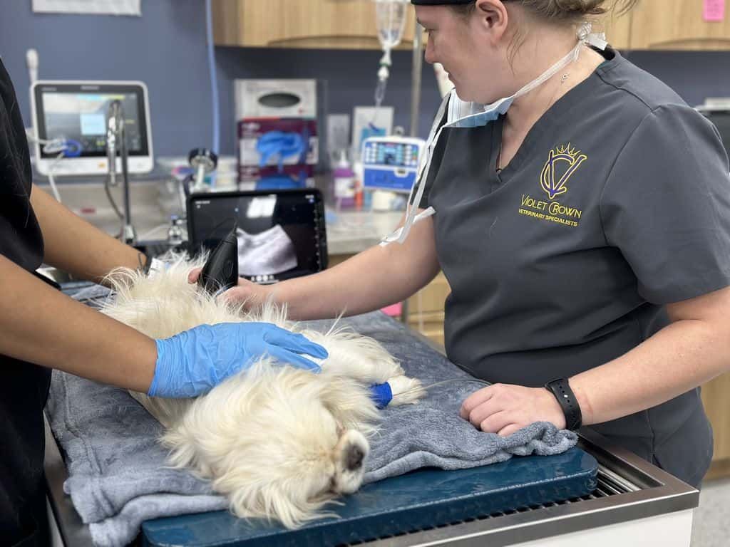 Veterinarian and assistant caring for a small fluffy dog on a treatment table in a clinic