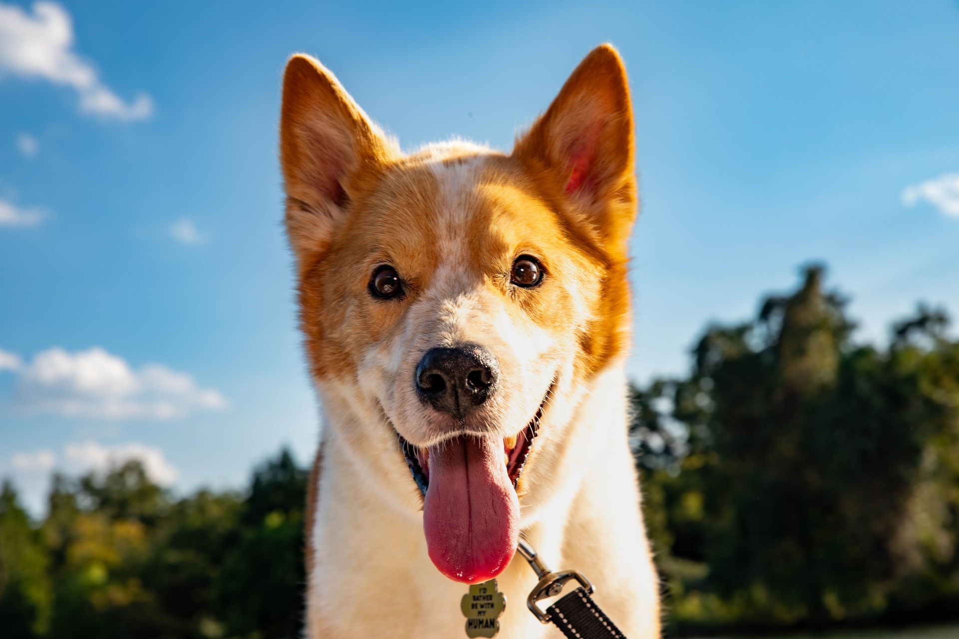 Happy tan-and-white dog with tongue out outdoors on a leash