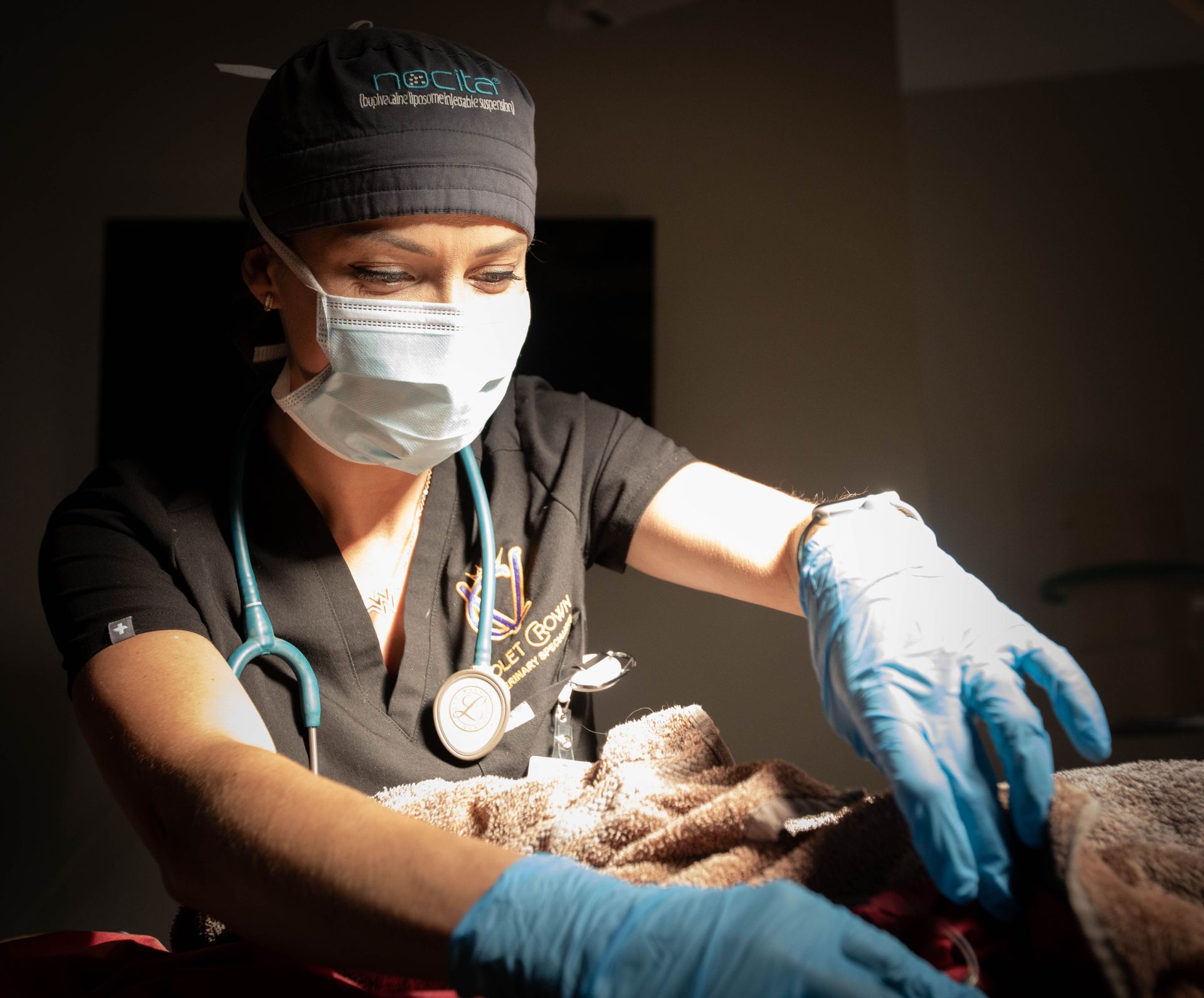 Veterinarian in mask and gloves examining a small animal in bright sunlight