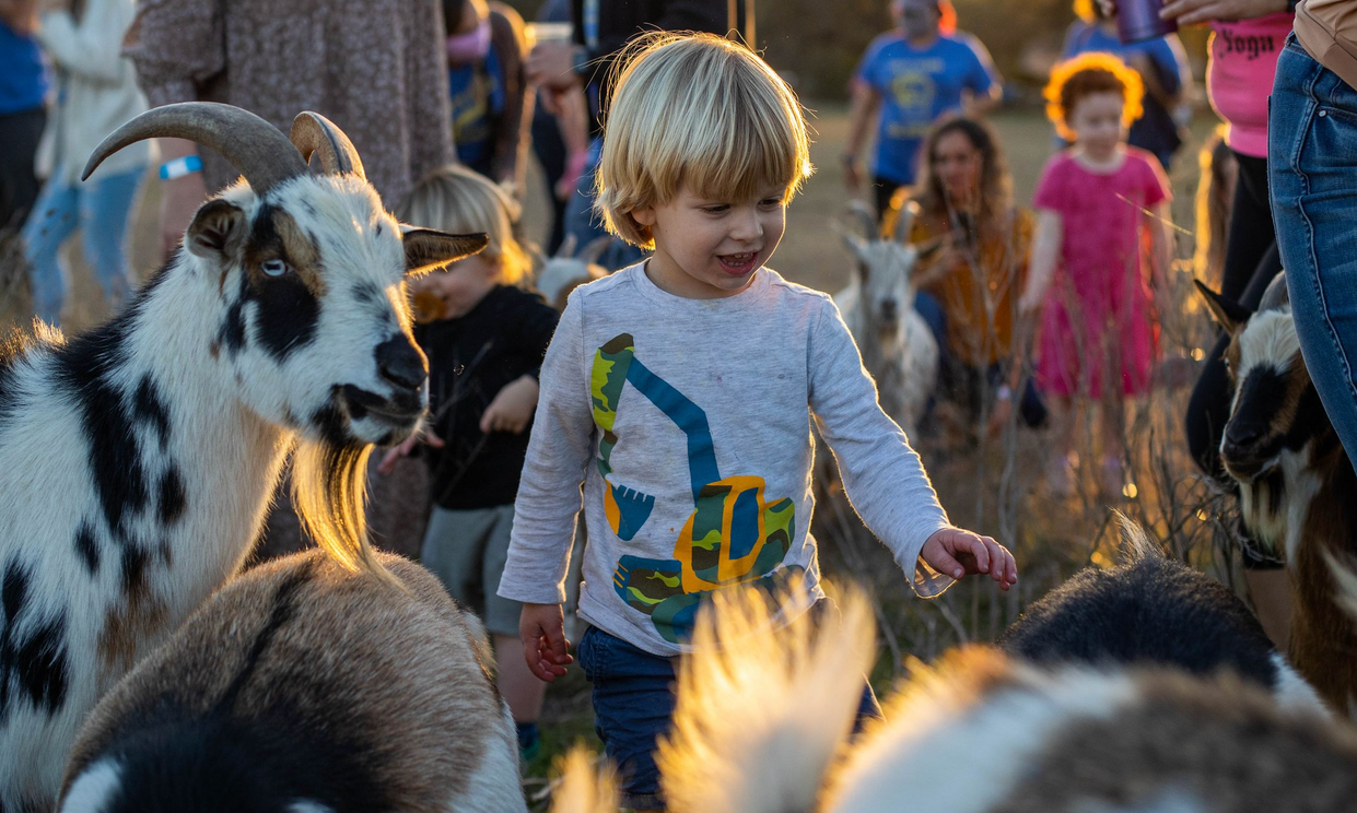 Child in a white shirt walking among goats in a sunny outdoor crowd, with people in the background