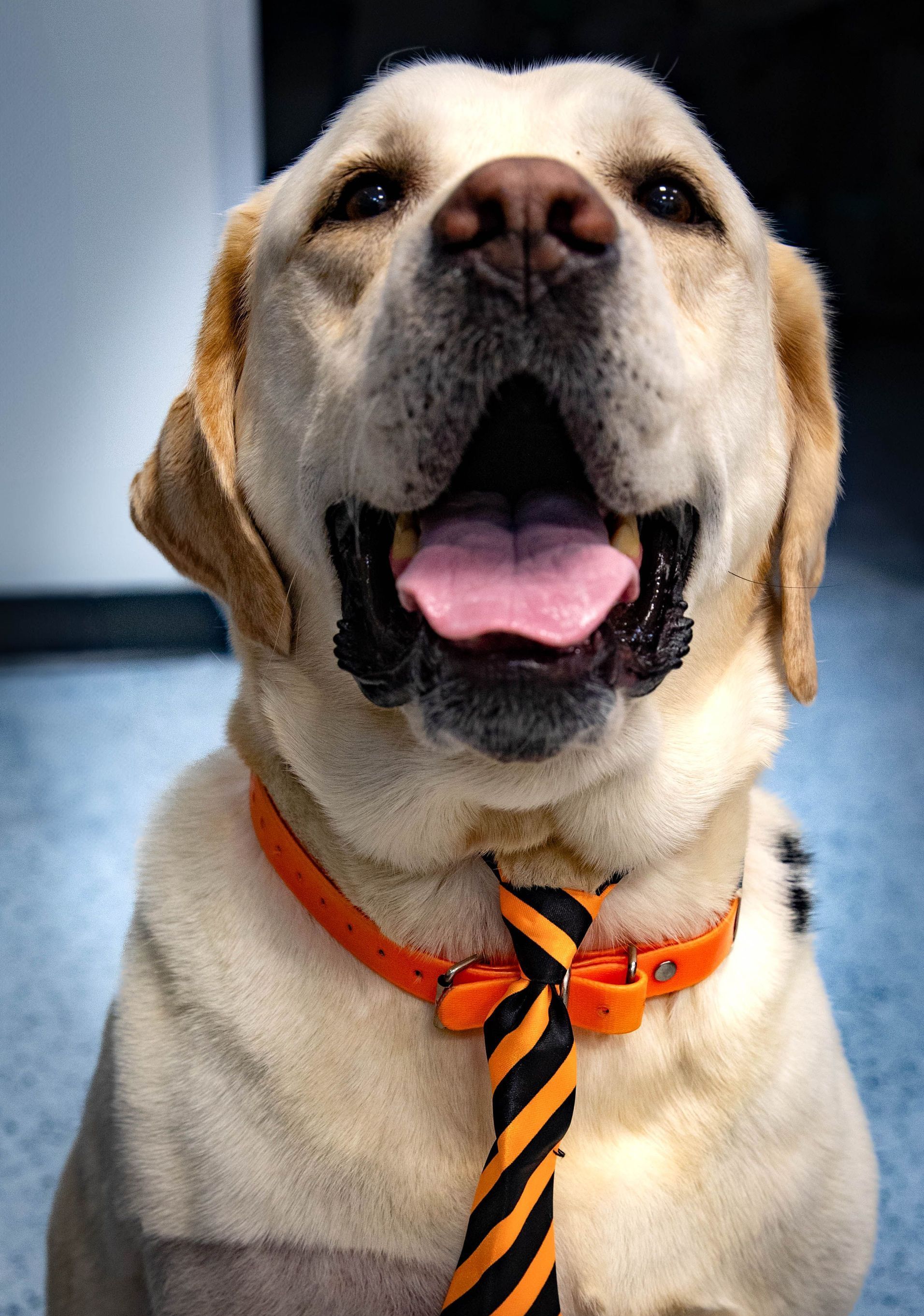 Close-up of a smiling yellow Labrador wearing an orange collar and striped tie