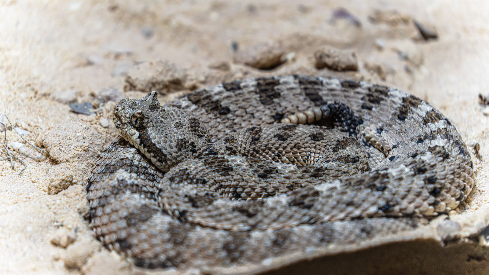 Coiled rattlesnake camouflaged on sandy ground, gray and brown patterned scales
