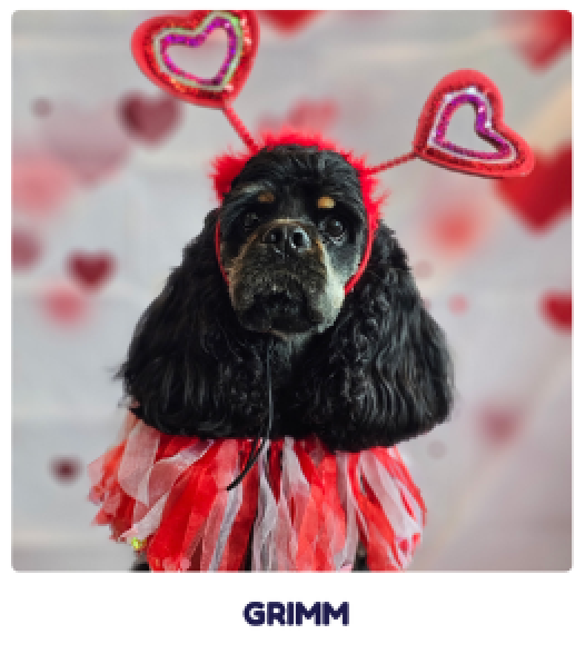 Black dog in a red tutu with pink heart antennae, posed against a soft pink heart background.