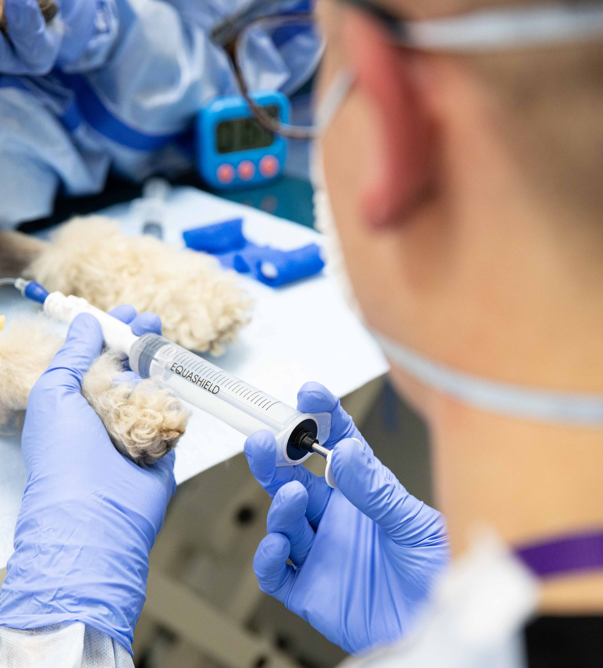 Gloved technician uses a syringe to handle a small white dog in a clinical lab setting