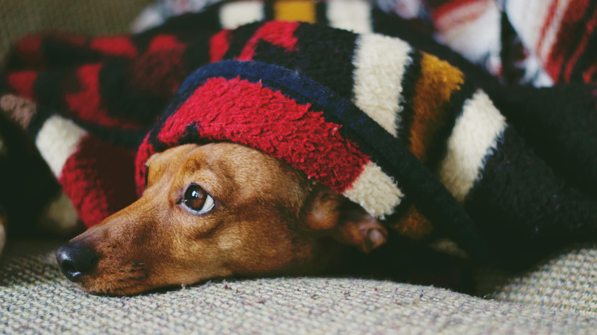 Brown dog resting on a couch, wrapped in a red, black, and white striped blanket