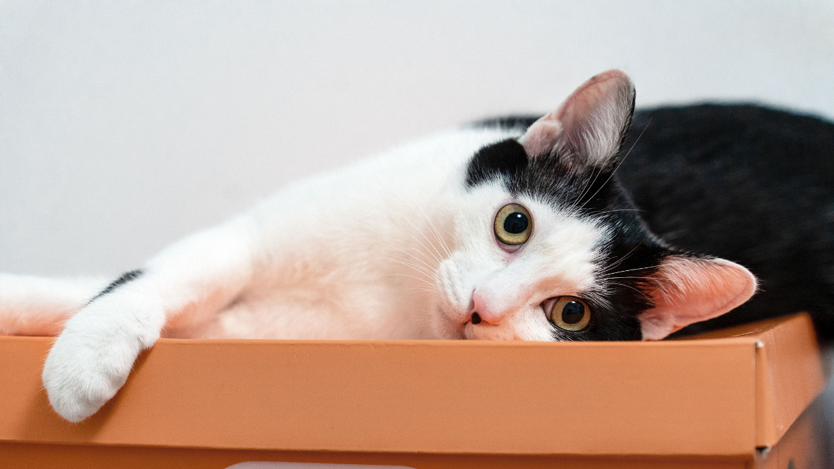 Black-and-white cat lounging in an orange box, looking at the camera