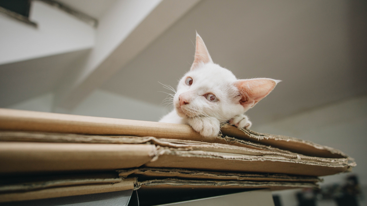 White kitten peeking over stacked cardboard boxes, resting its paws on the top box