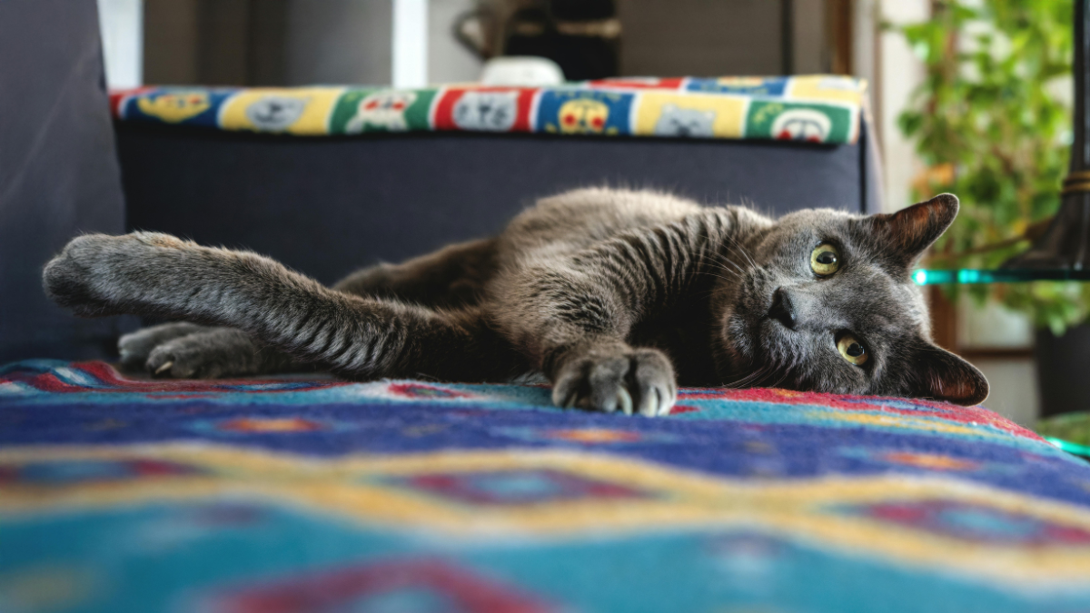 Gray cat sleeping stretched out on a colorful blanket indoors, with sunlight in the background