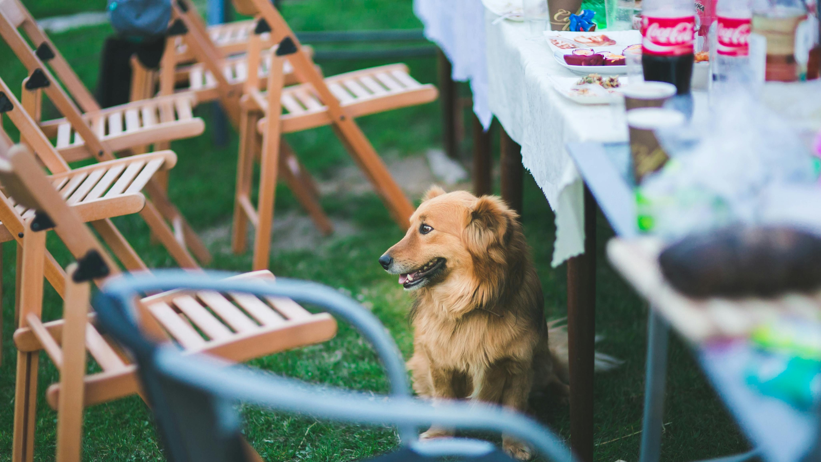 Golden-brown dog sitting by folding chairs at an outdoor gathering under a white canopy.