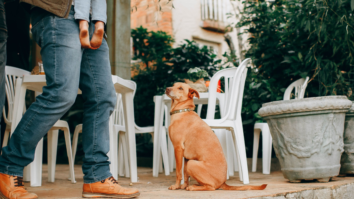 Tan dog sitting by a person’s legs on a patio with white chairs and a large planter