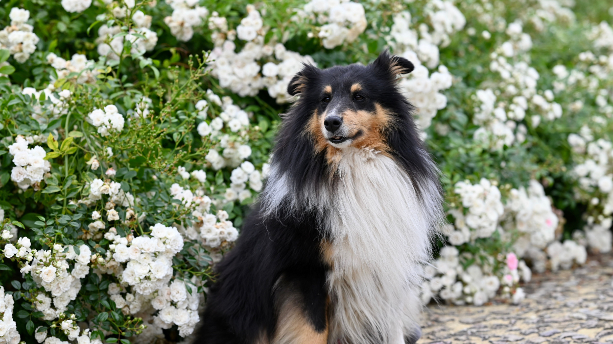 Black-and-tan dog sitting in front of white flowering bushes