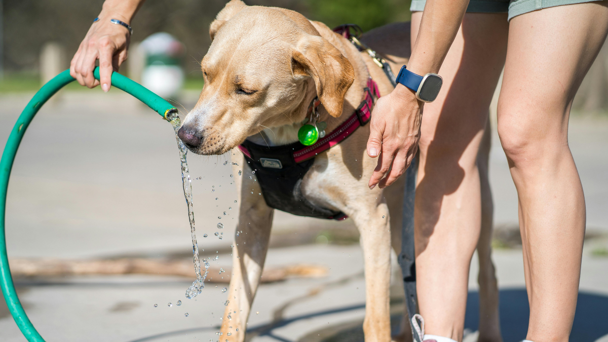 Golden retriever drinking water from a hose held by two people at a beach