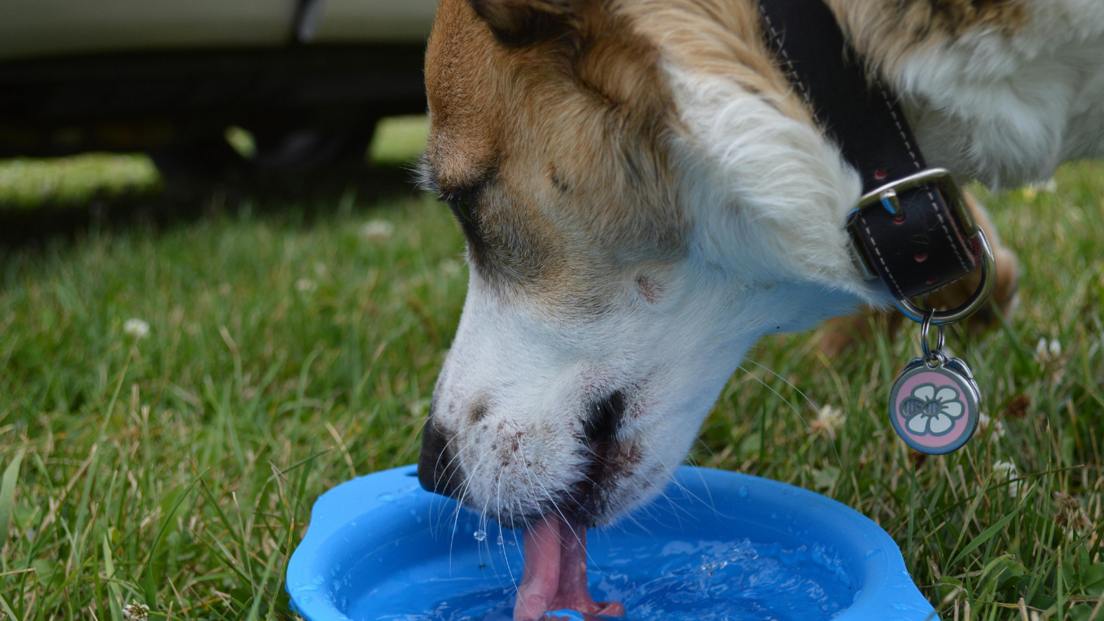 Dog drinking water from a blue bowl on grass, wearing a collar with tags.