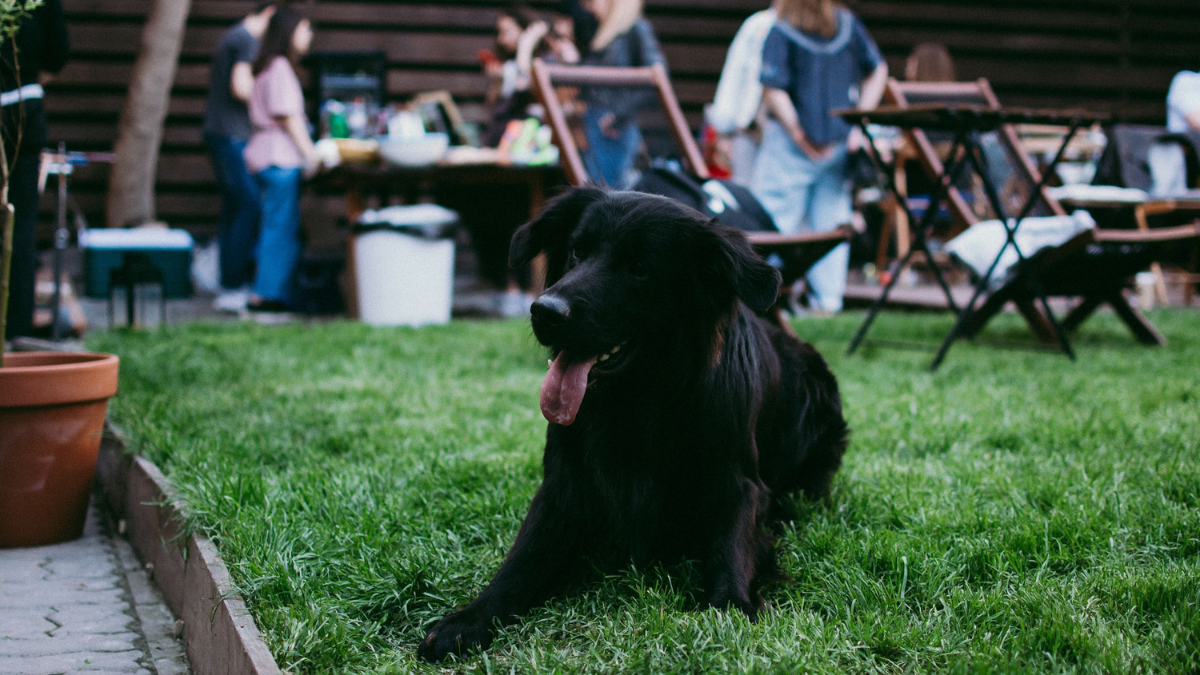 Black dog sitting on grass in a park, with people and outdoor café tables blurred in the background