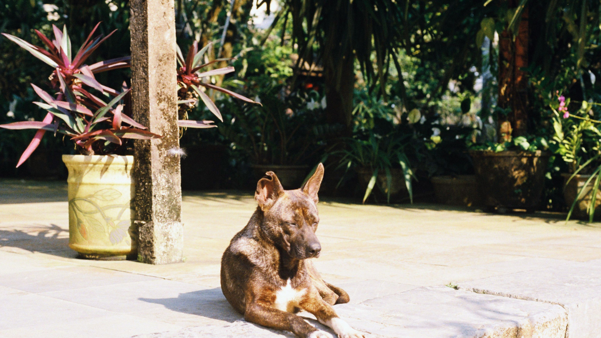 Small brown dog lying on a sunny patio beside a potted plant and a tree.