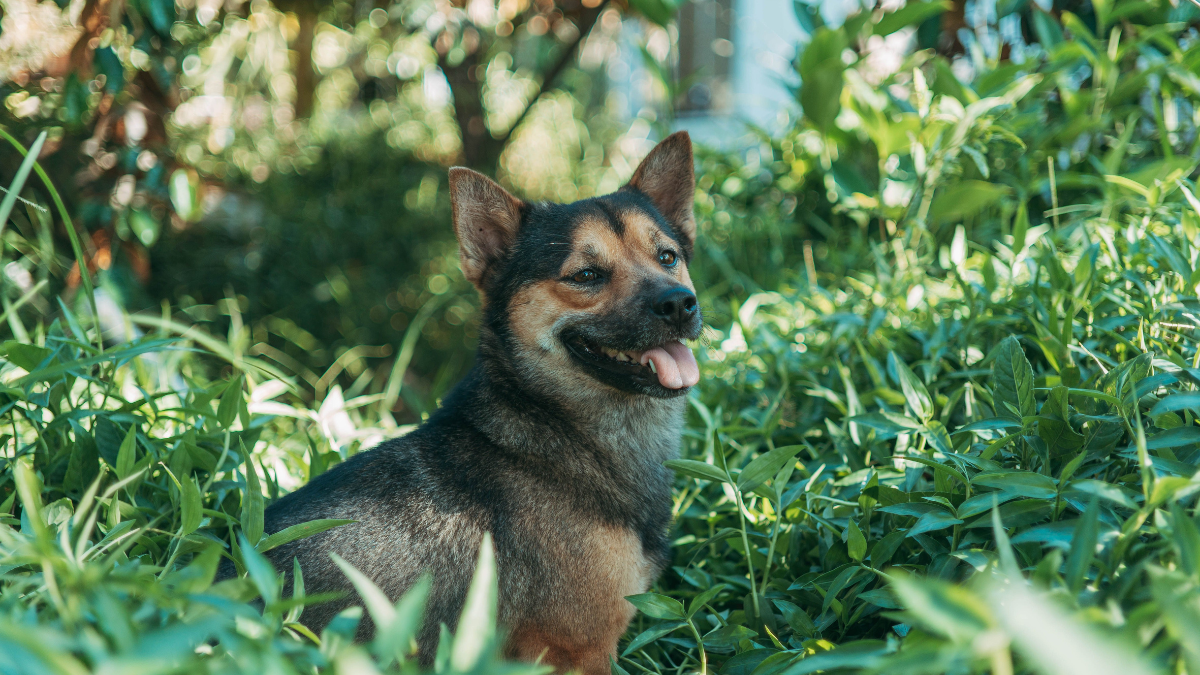 Small black-and-tan dog sitting in tall green grass outdoors with its mouth open.
