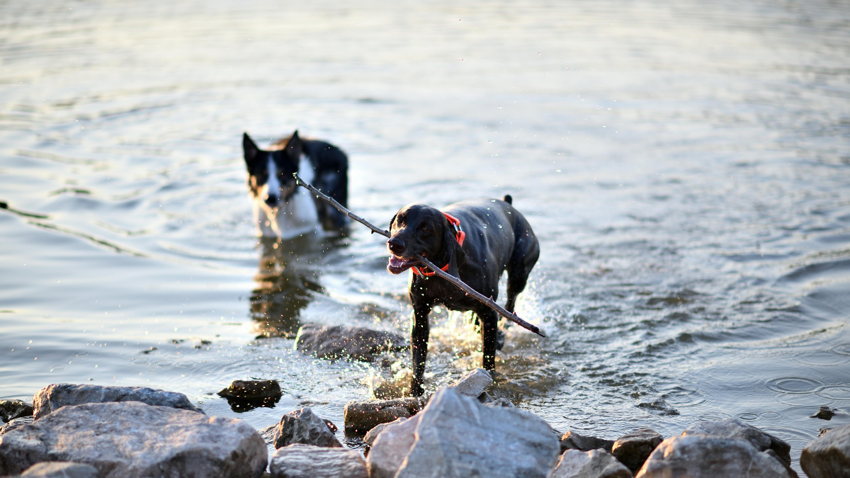 Two dogs wading in shallow water by rocks, one black dog in front and one black-and-white dog behind.