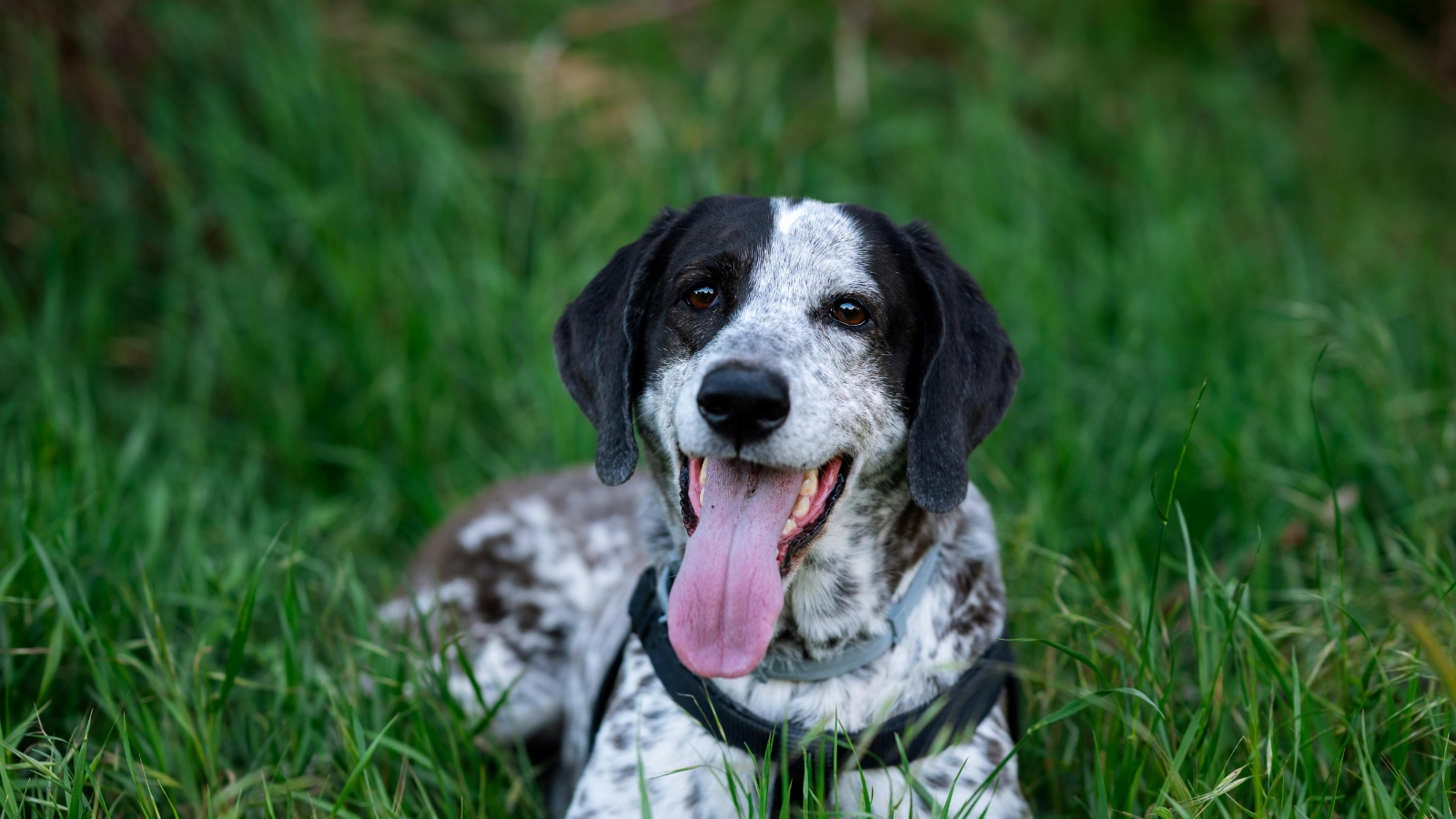 Black-and-white dog lying in grass with tongue out and speckled coat