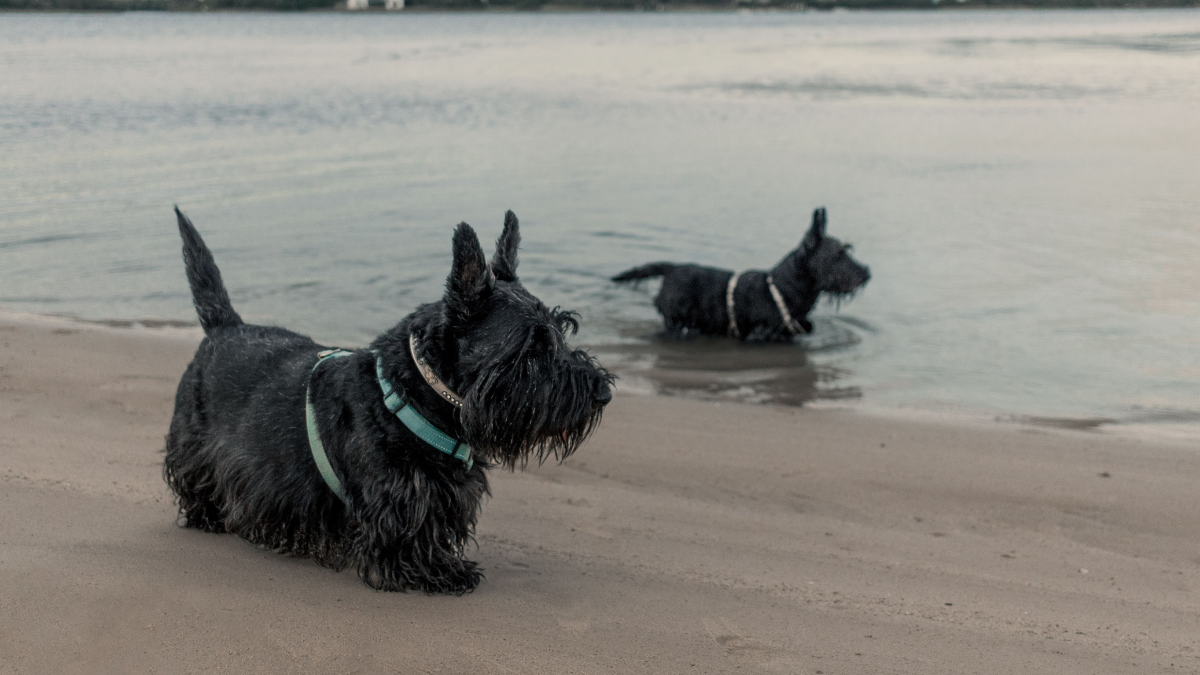 Two black dogs standing on a sandy beach at the water’s edge
