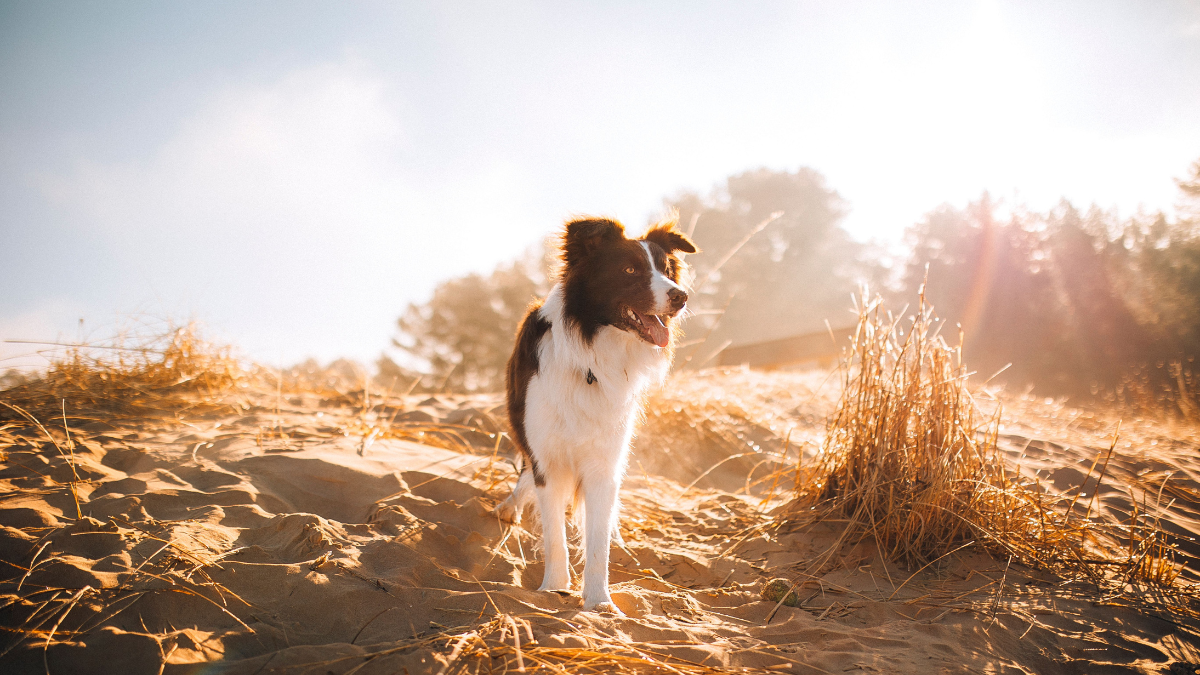 Dog walking on a sunlit rocky path in a dry field at sunrise