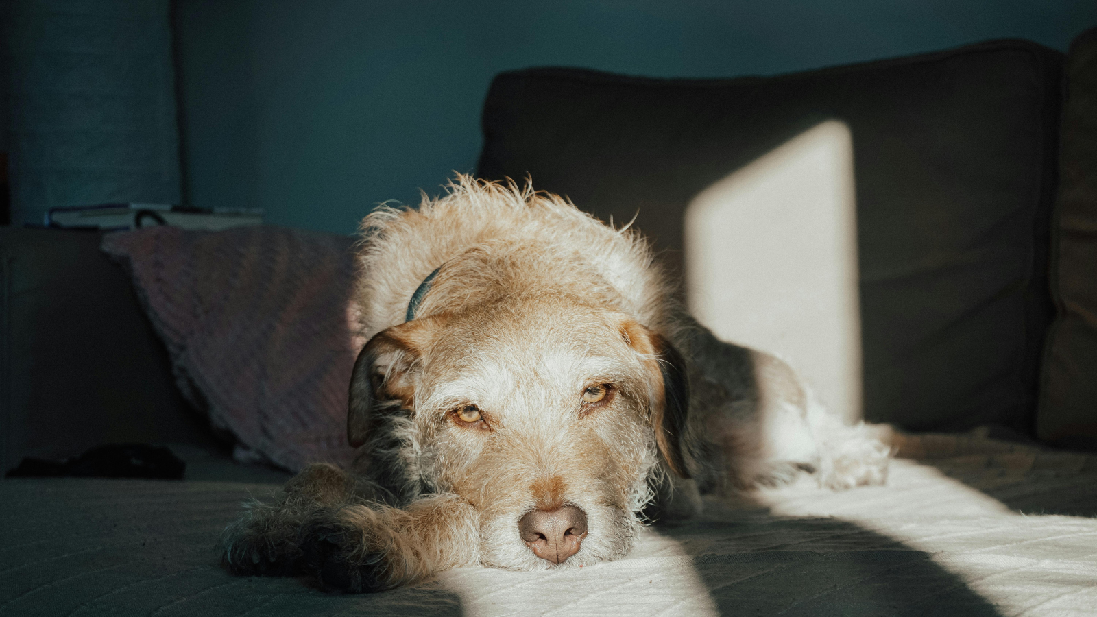 Small dog sleeping on a couch in a sunbeam, with a pillow in the background.