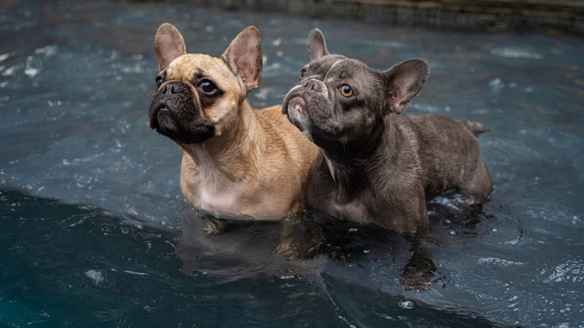 Two French bulldogs standing in shallow water, one tan and one dark brindle, looking alert.