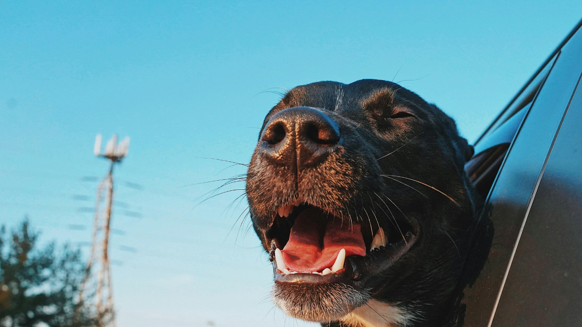Black dog with mouth open in a car window against a blue sky