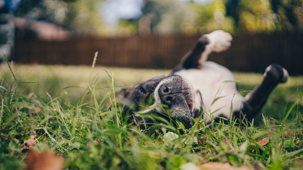Small black-and-white puppy lying on its back in grass, with a blurred backyard fence behind it