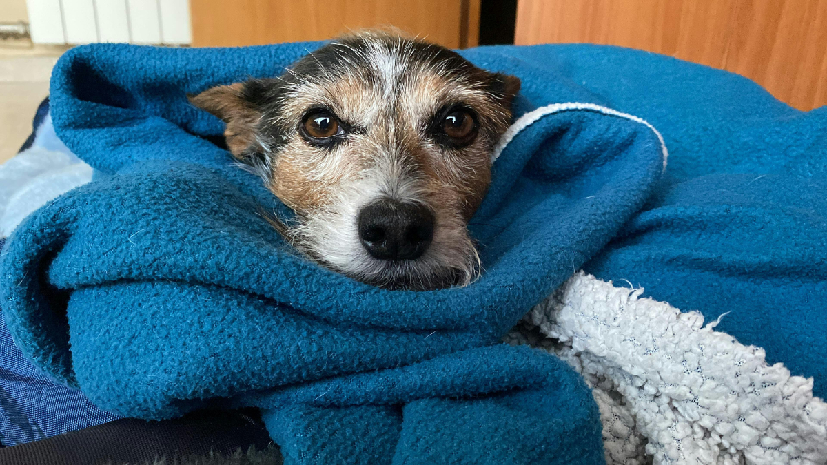 Small dog wrapped in a blue blanket, looking at the camera with alert eyes.